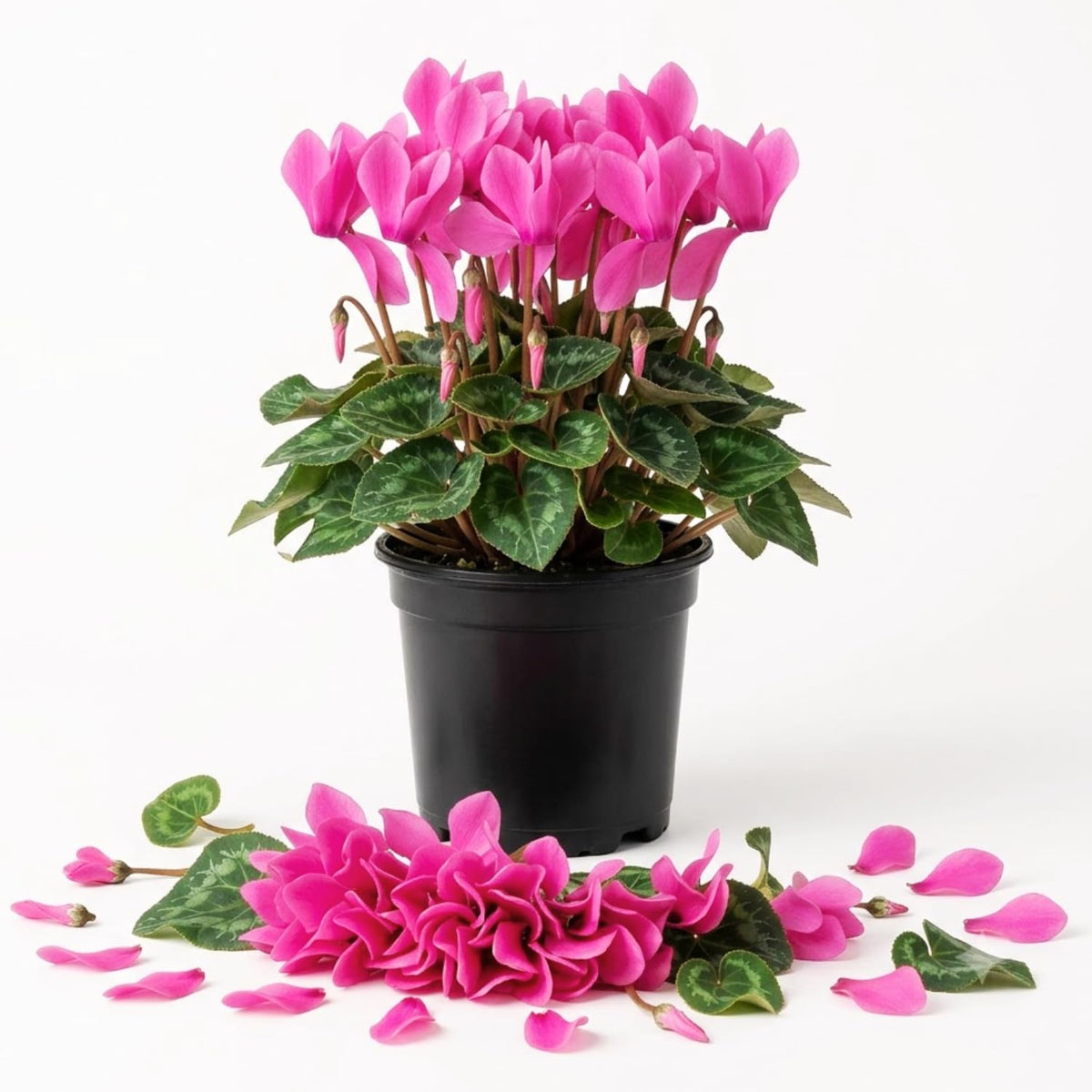 Pink Cyclamen Plant Live, Flowering Houseplant, 4" Pot