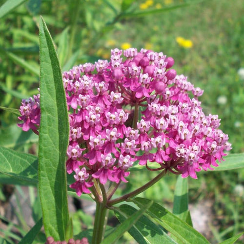 2 Milkweed Plants Live, Tropical Butterfly Milkweed 4-8 Inches, Perennial Milkweeds Flowers Well Rooted Container or Outdoor Growing