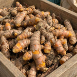 4 Yellow Turmeric Live Plants, Curcuma Turmeric Well Rooted 4-7 Inch Tall, Garden, Patio and Indoor Herb Growing