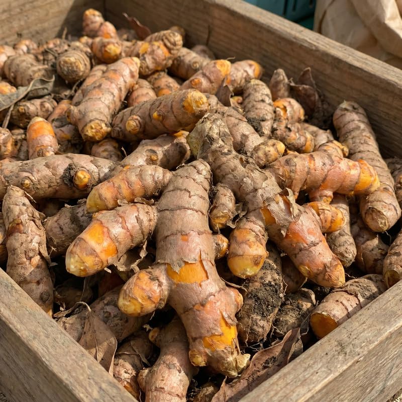 4 Yellow Turmeric Live Plants, Curcuma Turmeric Well Rooted 4-7 Inch Tall, Garden, Patio and Indoor Herb Growing