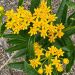 2 Milkweed Plants Live, Tropical Butterfly Milkweed 4-8 Inches, Perennial Milkweeds Flowers Well Rooted Container or Outdoor Growing