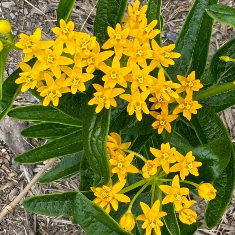 2 Yellow Milkweed Plants Live, Tropical Butterfly Milkweed 4-8 Inches, Perennial Milkweeds Flowers Well Rooted Container or Outdoor Growing