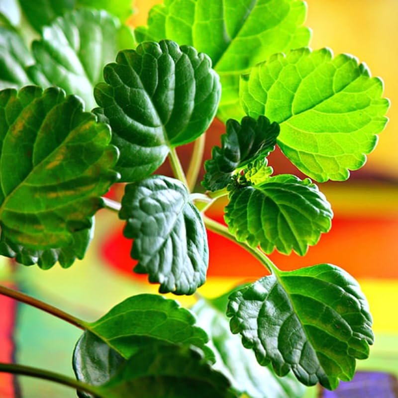 2 Plectranthus Swedish Ivy Plants Live to Grow, in 4 Inch Pots, Swedish Ivy Mint Starter Plants, 4-6" Tall (Green Swedish Ivy)