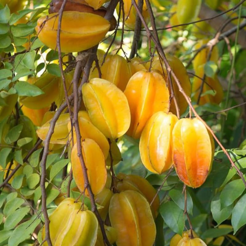 Carambola Starfruit Tree Grafted Live Plant, 8-14 Inc Tall in Pot, Sweet Star Fruit Tree Plant for Planting, No CA, HI, PR, GU, AK