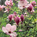 02 Jane Magnolia Tree Live Plant in 2.5" Pot, 1 Year Old Well-Rooted Tree, Cold Hardy, Magnolia Shrub for Spring Planting, Fast-Growing