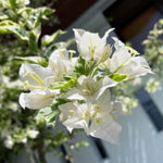 Bougainvillea Plants Live, Bougainvillea Live Plant, 4 to 6 Inc Tall, Flower Vine Plant (White)