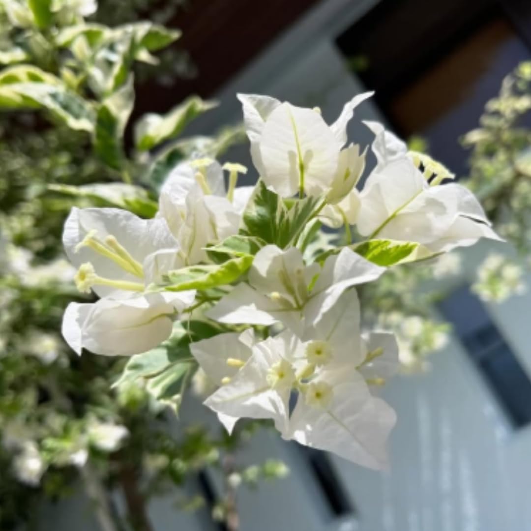 Bougainvillea Plants Live, Bougainvillea Live Plant, 4 to 6 Inc Tall, Flower Vine Plant (White)