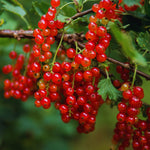 Currant Plant Live, Red Currant Bush Live Plant for Planting, 6 to 8 Inc Tall (Red)