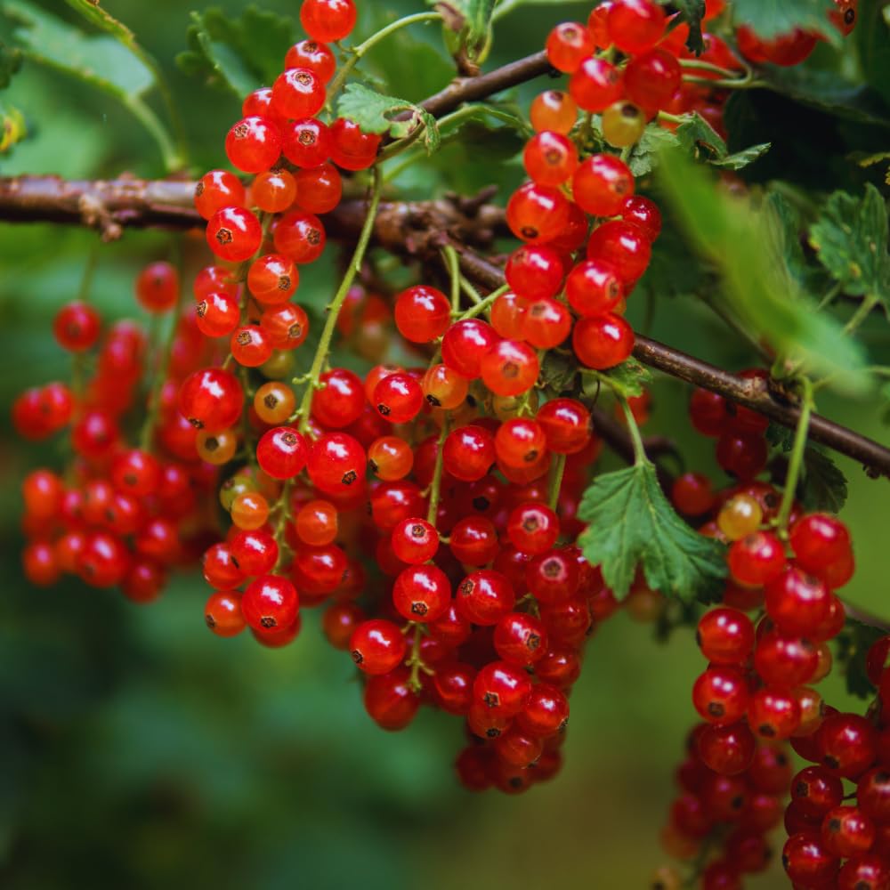 Currant Plant Live, Red Currant Bush Live Plant for Planting, 6 to 8 Inc Tall (Red)