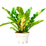 Fire Philodendron Plant Live, Rare Tropical Variegated Live Indoor Houseplant, Starter Plants No Pot, 5-9" in Tall