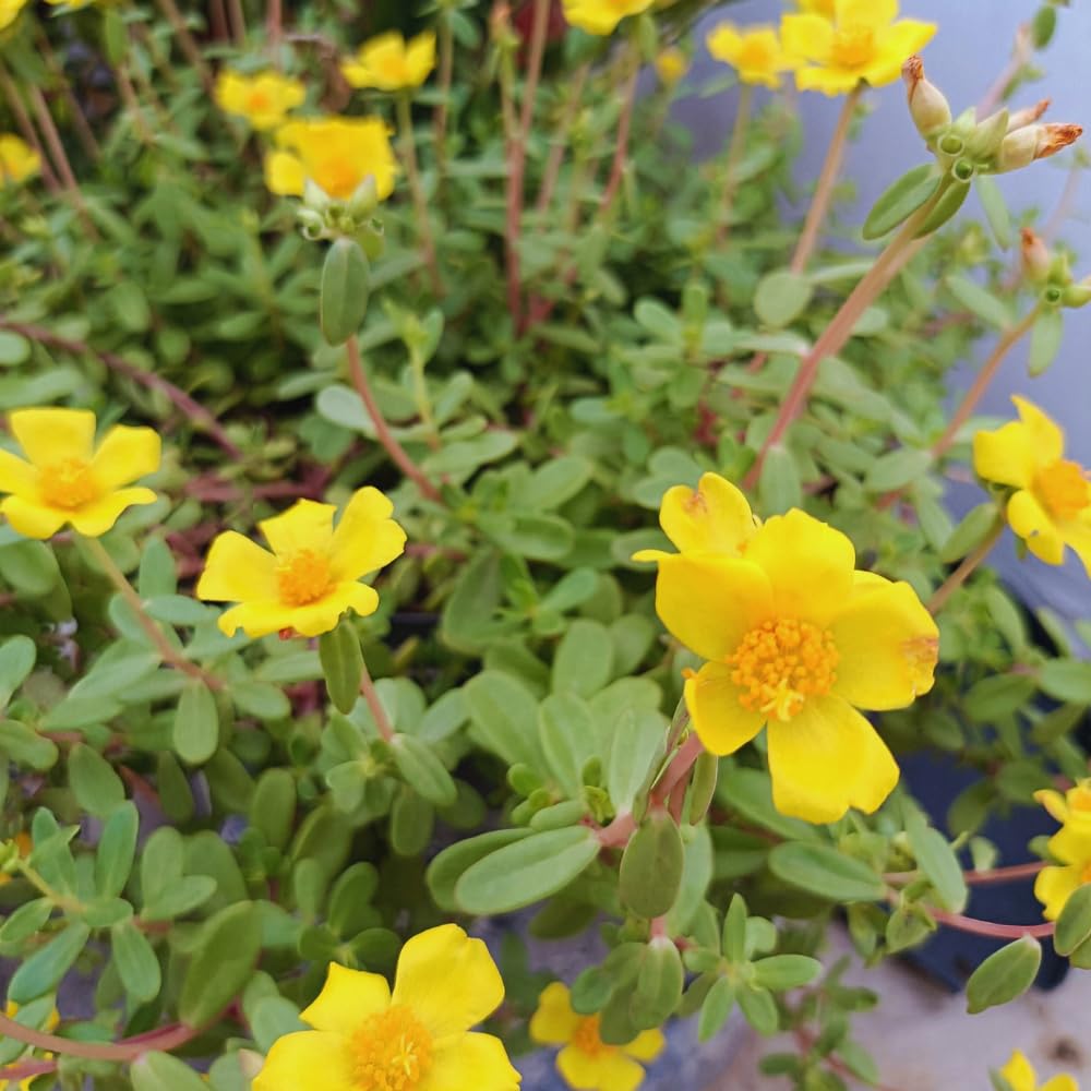 2 Yellow Portulaca Plants Live, 3 to 5 Inc Tall, Purslane Moss Roses Live Plant for Your Gardening