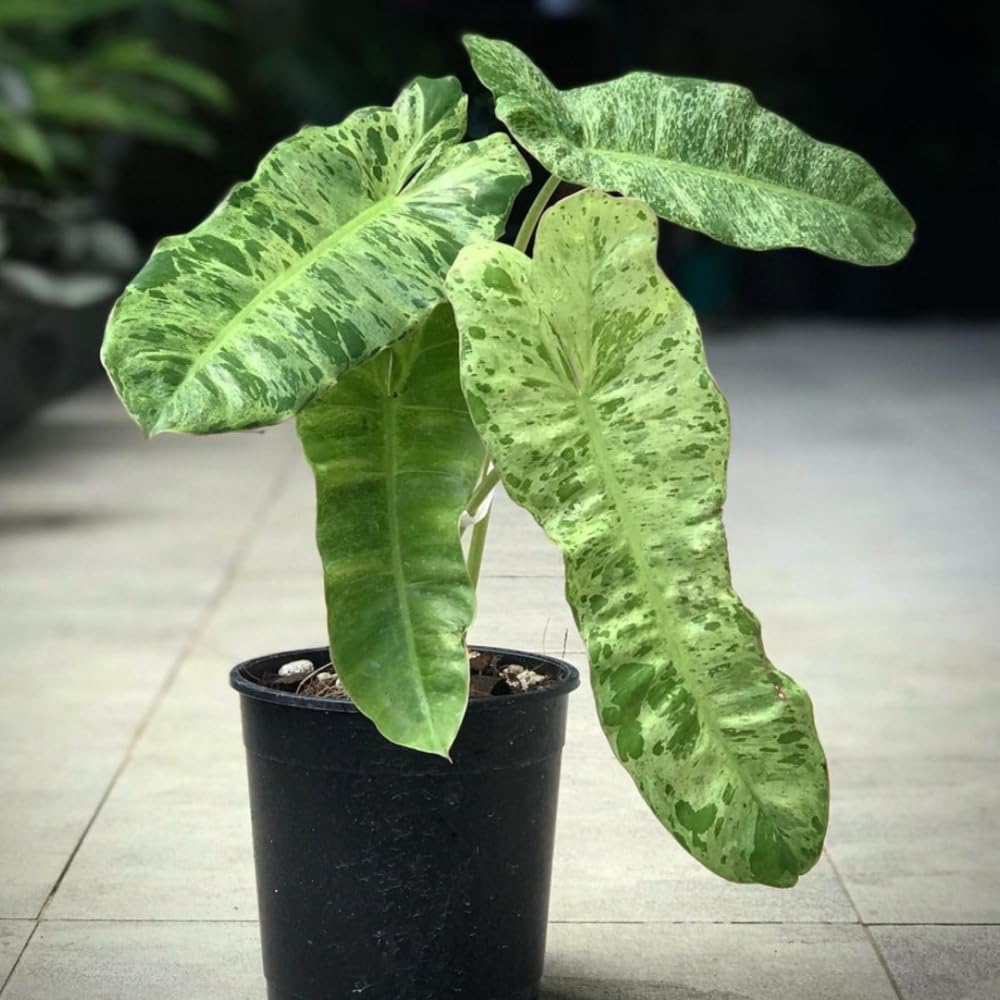 Variegated Philodendron Live Plant, Rare Indoor Houseplant Live Well Rooted 5-7 Inches, Container Growing, Home Office Decor (Variegated Green Philodendron)