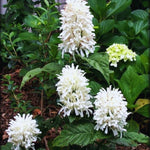2 Live Shrimp Plant for Growing, 3 to 5 Inc Tall, White Shrimp Plant Pot, Shrimp Live Plant, Shrimp Plants Live Indoor Outdoor