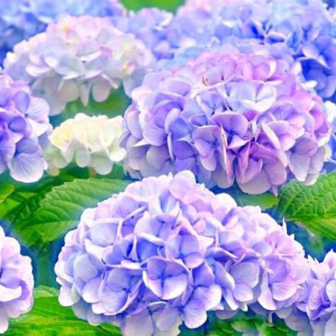 Hydrangea Bush Tree Plants Live, 5-9" Tall, No Pot, Dormant in Winter, Change Color Perennial Planting Indoor Outdoor, Long Lasting Blooms Flower (Deep Blue to Pink)