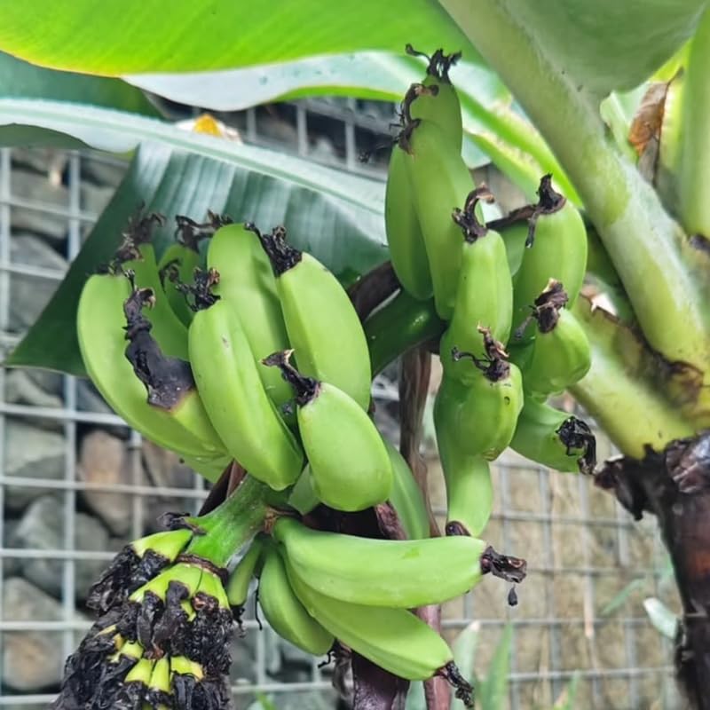 Dwarf Cavendish Banana Tree Live Plant, Edible Fruit, 4-6" Tall