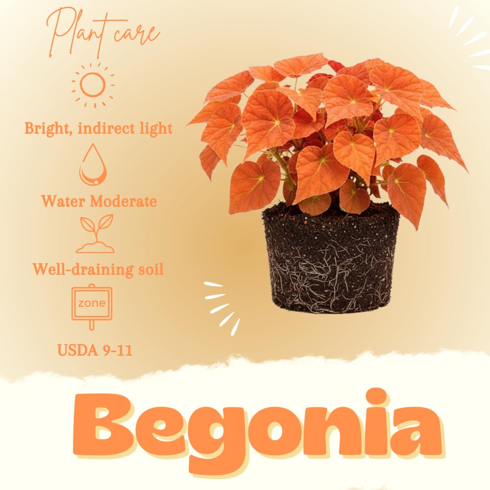 Begonia Live Plant, Begonias Live Plant, Rare Begonias Plants, 5-7 Inches in Height for Indoor Houseplant (Red Orange Begonia)