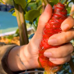5 Zingiber Zerumbet Awapuhi Shampoo Ginger Roots, Red Pinecone Ginger Rhizomes for Outdoor Planting