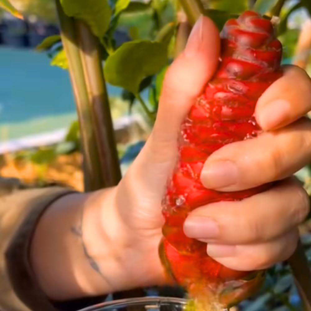 5 Zingiber Zerumbet Awapuhi Shampoo Ginger Roots, Red Pinecone Ginger Rhizomes for Outdoor Planting
