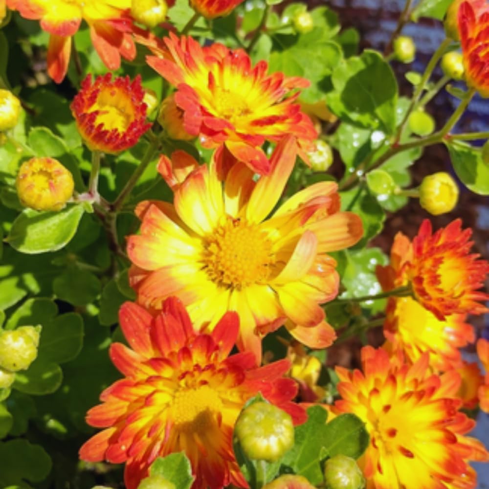 Chrysanthemum Plant Live, Orange Yellow Mums Plant Live for Gardening, 5 to 7 Inc Long Well Rooted Mum Live Plant