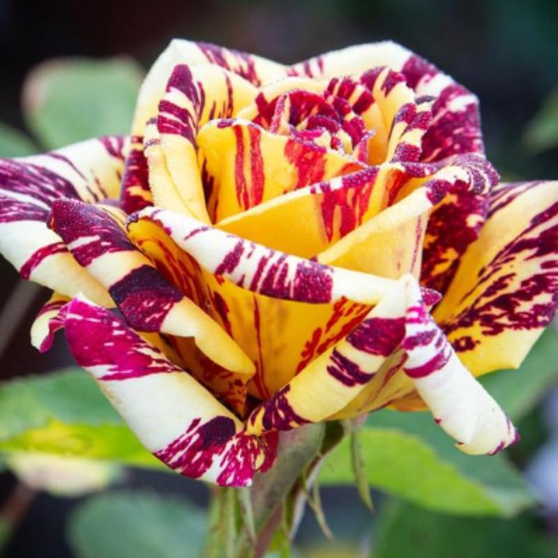 Rare Rose Bush Live Plant Well-Rooted, 6-10 Inch Tall, Fragrant Rose Flowers Tree, No Pot (Stripe Rose)