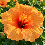 3 Hardy Hibiscus Live Plants, Flowering Shrub, Golden Orange Blooms, 4-7"
