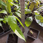 Yellow Mango Trees Live Plants, 5-12 Inches in Pot, Well Rooted Sweet Mango Tree for Planting