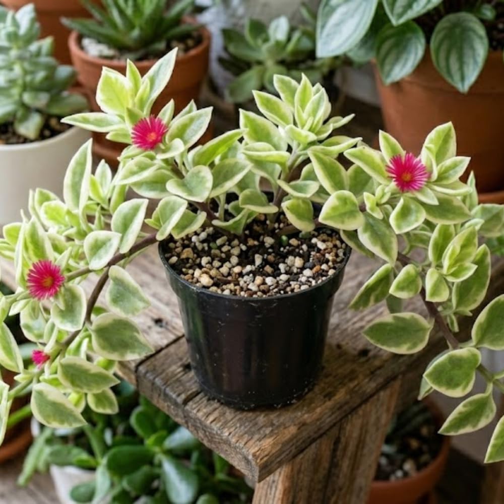 Variegated Ice Plant, Baby Sun Rose Live Plant, Ice Plants, Variegated Foliage for Indoor Outdoor Growing, 4-6 Inches Tall in 4 Inch Pot