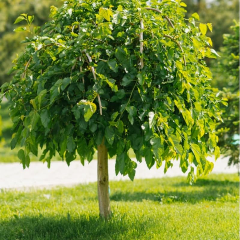 Dwarf Mulberry Plant Live 5-10 Inch Height, Everbearing Mulberry Tree Live Plant for Planting, Sweet Berry Fruit Seedling
