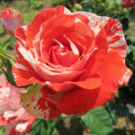 Climbing Rose Live Plant, 6 Months Old Starter, Fragrant Purple Climbing Roses for Planting Outdoor, No Pot (Dark Night)