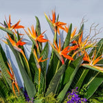 Orange Bird of Paradise Plant Live, 5 to 7 Inches Tall, Bird of Paradise Live Plant, Tropical Plants Outdoor