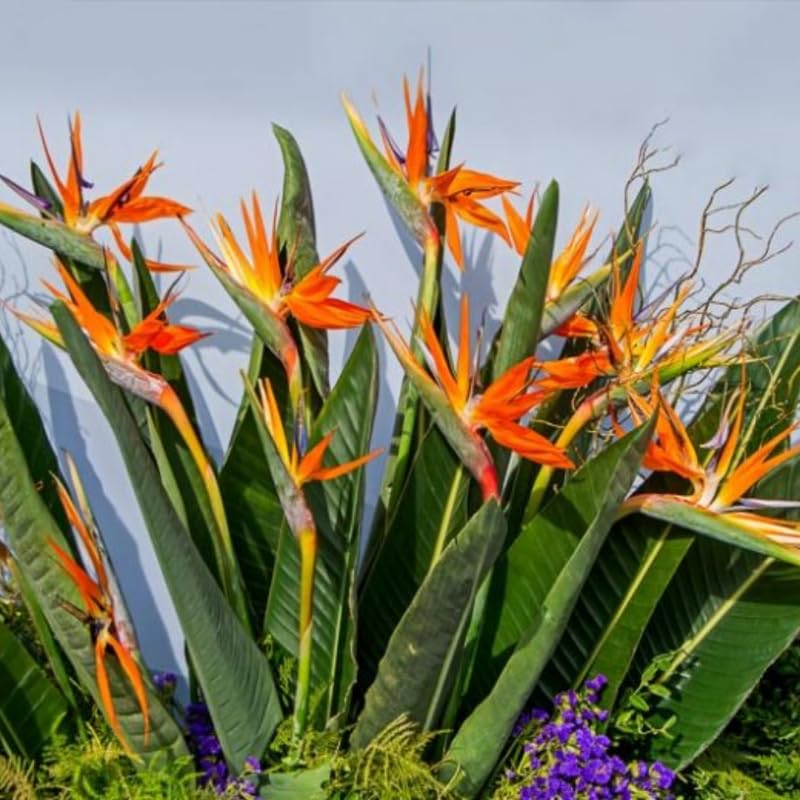 Orange Bird of Paradise Plant Live, 5 to 7 Inches Tall, Bird of Paradise Live Plant, Tropical Plants Outdoor