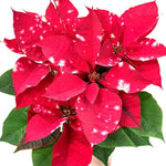Red Polka Dot Poinsettia Plant Live 4-8 Inches, Vibrant Poinsettia Flowers for Holiday, Live Indoor Houseplant, No Pot