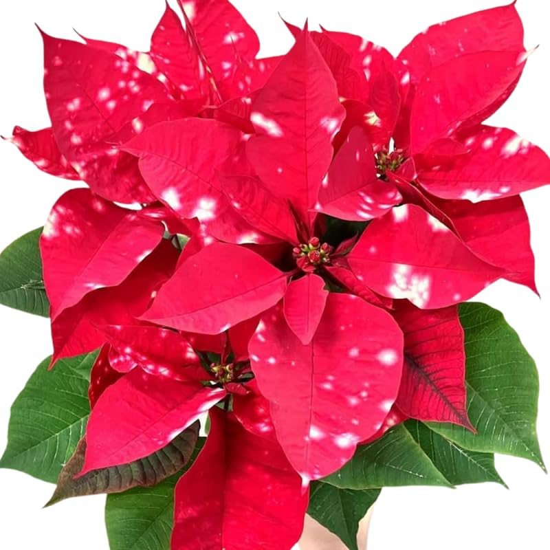 Red Polka Dot Poinsettia Plant Live 4-8 Inches, Vibrant Poinsettia Flowers for Holiday, Live Indoor Houseplant, No Pot