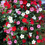 4 Mix Mandevilla Plants Live, Trailing Mandevilla Vine for Outdoor Planting, 4-6 Inch Tall Live Flowering Vine for Trellis or Containers