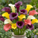 Calla Lily Bulbs for Planting, Calla Lily Bulbs, Vibrant Summer Blooming Flowers for Garden and Patio Planting (Mix Calla Lily Bulbs (Set 4))