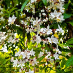 Clerodendrum Plants Live Well-Rooted for Outdoor Planting, White Clerodendrum Wallichii Schmidtii Smithianum Light Bulbs Tropical Live Plant, Chains of Glory Tree, 5"-9" in Tall