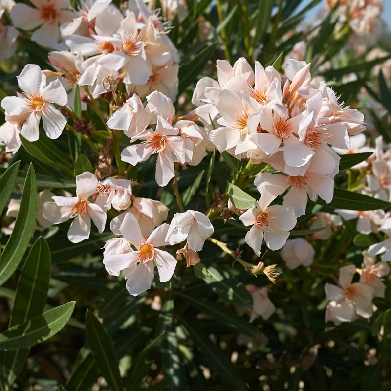 Salmon Oleander Live Plant, Oleander Flower Plants Shrub, Outdoor Growing 4-8 Inches