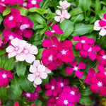 4 Pots Mix Vinca Plants Live, 4-6" Tall Ground Cover Vinca Flowers for Outdoor Garden, Landscape, Containers