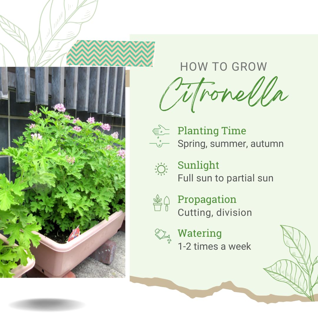 4 Citronella Plants Live, Citronella Live Plants, 5 to 7 Inc Tall, Live Citronella Plant Indoor Outdoor, Citronella Indoor Plant, Citronella Starter Plant