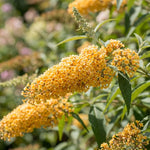 2 Yellow Butterfly Bush Plants Live, Vibrant Buddleia Plants 4-7 Inches, Colorful Flowering Shrub for Outdoor Garden