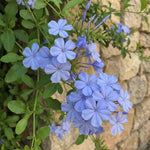 10 Blue Plumbago Cuttings for Planting, Blue Blooming Outdoor Shrub Cuttings, 6-8 Inch Tall