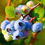 2 Blueberry Plants, Blueberry Tree Live Plant, Blueberry Shrub 1 Year Old, Sweet Blueberry Bush Live Plant, Blueberries Bareroots (Sunshine Blue Blueberry)