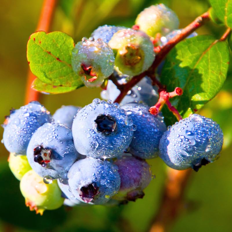 2 Blueberry Plants, Blueberry Tree Live Plant, Blueberry Shrub 1 Year Old, Sweet Blueberry Bush Live Plant, Blueberries Bareroots (Sunshine Blue Blueberry)