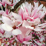 Jane Magnolia Tree Live Plant in 2.5 Inches in Pot, Starter Plant, Fragrant Perennial Ornamental Plants Shrub for Outdoor Garden