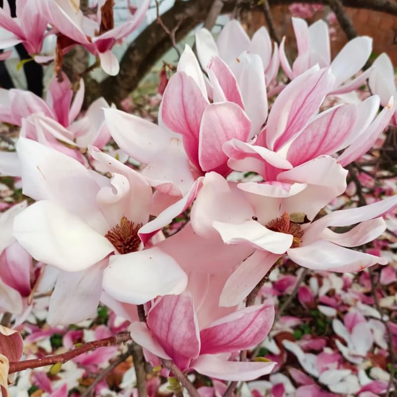Jane Magnolia Tree Live Plant in 2.5 Inches in Pot, Starter Plant, Fragrant Perennial Ornamental Plants Shrub for Outdoor Garden