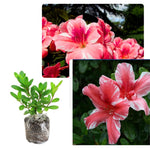 2 Pink Dogwood Azalea Rhododendron Plants Live Trees, 5-9" in Tall, Vibrant Bloom, Pink White Color