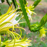 White Dragon Fruit Plant Live, 3 Gallon Potted, Pitaya Plant, Live Dragon Fruit Plant, Dragon Fruit Tree Plant, 2 to 3 Feet Tall, Dragon Fruit Live Plant, Sweet Fruit Plant