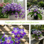 Streptocarpus Live Plant in 3.25" Pot, 5-8" False African Violet Ladyslipper Primose Plant for Spring Planting, Indoor Outdoor Home Décor (Blue White)