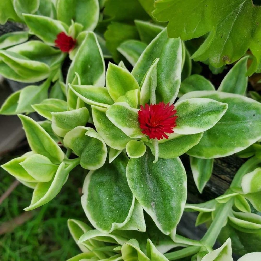 Variegated Baby Sun Rose Plant Live, Variegated Ice Plant, Baby Sun Rose Succulent Plants for Indoor Outdoor Houseplant, 4-6 Inches in Height 4 Inch Pot