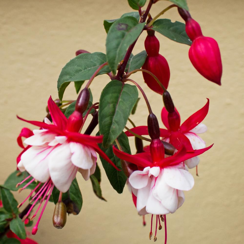 2 Fuchsia Live Plants, Fuchsia Flower Perennial for Outdoor Garden 3 to 5 Inches (Red White)